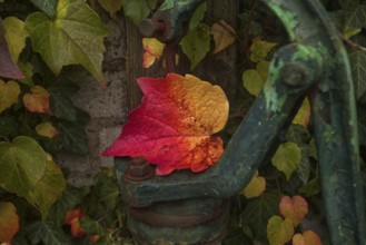 Colourful autumn leaves on an old, rusty water pump handle. Vibrant autumn colours contrast with