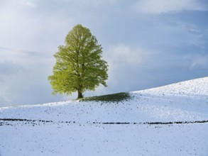 Solitary tree, lime tree (Tilia), standing on a snow-covered hill during leaf emergence, Neuheim,