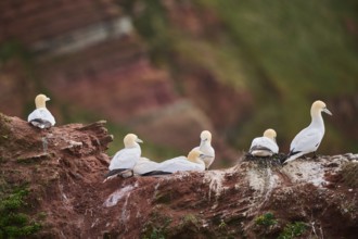 Northern gannet (Morus bassanus) colony on the cliffs, wildlife, Helgoland, Germany, Europe