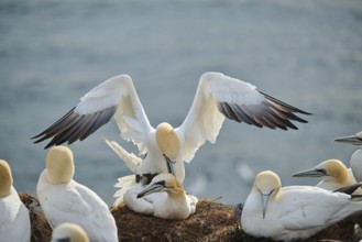 Northern gannet (Morus bassanus) couple having a love game on the cliff, wildlife, Helgoland,