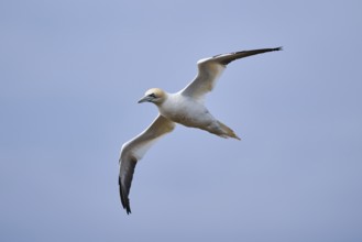 Northern gannet (Morus bassanus) flying in the sky, wildlife, Helgoland, Germany, Europe