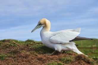 Northern gannet (Morus bassanus) standing on the cliff, wildlife, Helgoland, Germany, Europe