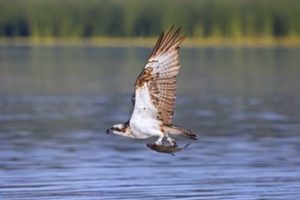 Western osprey (Pandion haliaetus) catching fish in its talons from water surface of lake in summer