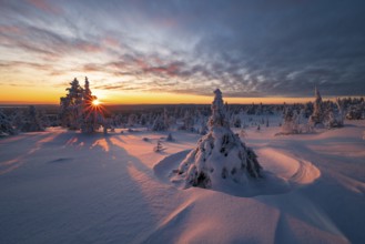 Winter landscape with snow-covered trees, Riisitunturi National Park, Posio, Lapland, Finland,