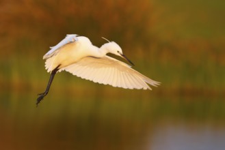 Little Egret (Egretta garzetta) flying, Greece, Europe