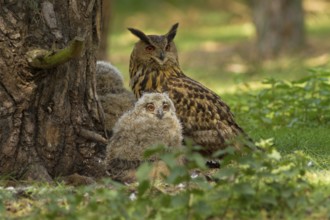 Eurasian Eagle-Owl (Bubo bubo) female with chicks, Utrecht, Netherlands