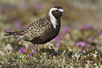 American Golden Plover (Pluvialis dominica) male, Manitoba, Canada, North America