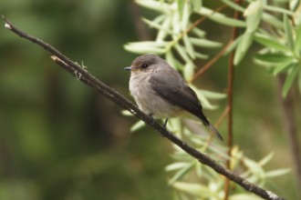 African Dusky Flycatcher (Muscicapa adusta), Samburu, Kenya, Africa