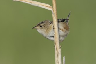 Sedge Wren (Cistothorus platensis), Alberta, Canada, North America