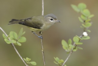 Warbling Vireo (Vireo gilvus), British Columbia, Canada, North America