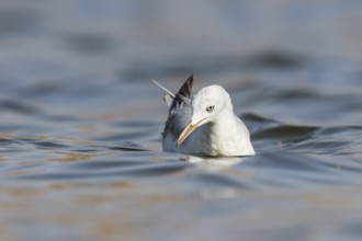Slender-billed Gull (Chroicocephalus genei), Eilat, Israel, Asia