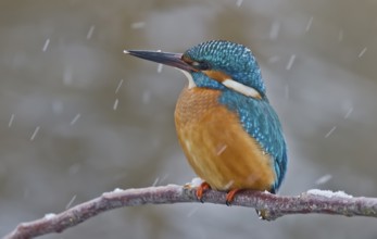 Common Kingfisher (Alcedo atthis) male, Bavaria, Germany, Europe
