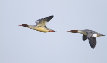 Common Merganser (Mergus merganser) female flying, Baden-Wuerttemberg, Germany, Europe