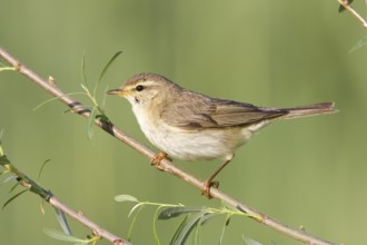 Willow Warbler (Phylloscopus trochilus), Vorarlberg, Austria, Europe