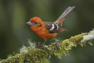 Flame-colored Tanager (Piranga bidentata) male, Costa Rica, Central America