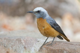 Short-toed Rock Thrush (Monticola brevipes) male, Namibia, Africa