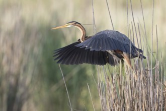 Purple Heron (Ardea purpurea) flying, Baden-Wuerttemberg, Germany, Europe