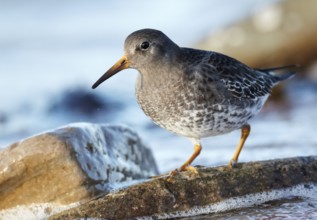 Purple Sandpiper (Calidris maritima) foraging, Schleswig-Holstein, Germany, Europe