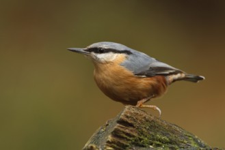 Eurasian Nuthatch (Sitta europaea), Utrecht, Netherlands