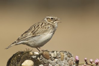Woodlark (Lullula arborea), Rhineland-Palatinate, Germany, Europe