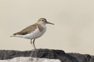Common Sandpiper (Actitis hypoleucos), Phetchaburi, Thailand, Asia