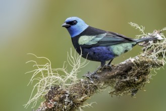 Blue-necked Tanager (Tangara cyanicollis) perched on a branch in Colombia, South America