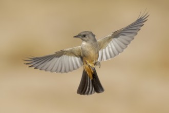 Say's Phoebe (Sayornis saya) flying, California, USA, North America