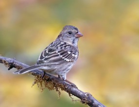 Harris's Sparrow (Zonotrichia querula), Saskatchewan, Canada, North America