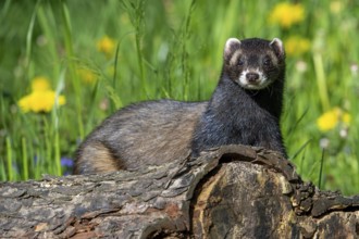 European polecat (Mustela putorius) on the hunt, looking for prey from fallen tree trunk in meadow
