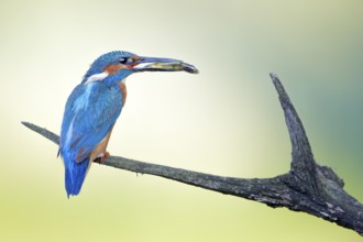 Common Kingfisher (Alcedo atthis) male carrying fish in beak, Saxony-Anhalt, Germany, Europe
