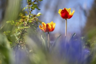 Two blooming tulips (Tulipa), flowers red and yellow, open, blurred foreground and background,
