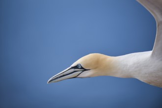 Northern gannet (Morus bassanus) flying over the sea, portrait, wildlife, Helgoland, Germany,