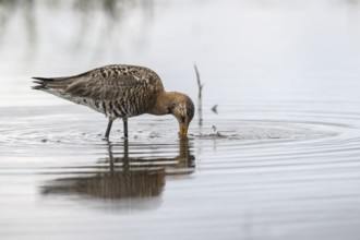 Black-tailed godwit (Limosa limosa), Lower Saxony, Germany, Europe