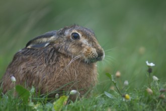 European brown hare (Lepus europaeus) adult animal feeding in grassland, England, United Kingdom,
