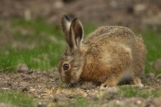 European brown hare (Lepus europaeus) juvenile leveret feeding on a garden border, England, United
