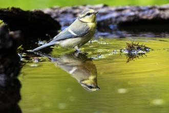 Blue Tit (Parus Caeruleus) Germany