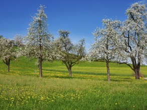 Field of flowering dandelions and pear trees (Pyrus communis), Beinwil, Freiamt, Canton Aargau,