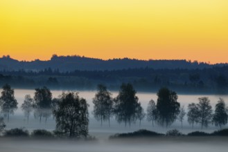 Early morning fog over the moor, birch (Betula), birch family (Betulaceae), dawn, fog, Pfrungen,