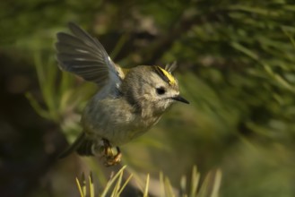 Goldcrest (Regulus regulus), Smaland, Sweden, Europe