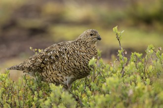 Willow Ptarmigan (Lagopus lagopus), Dalarna, Sweden, Europe
