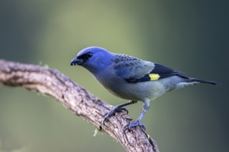 Yellow-winged Tanager (Thraupis abbas) perched on a branch, Solola, Guatemala, Central America