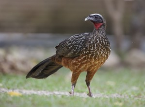 Chestnut-bellied Guan (Penelope ochrogaster), Mato Grosso, Brazil, South America