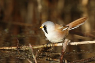 Bearded Reedling (Panurus biarmicus) male foraging in reedbed, Mecklenburg-Western, Pomerania,