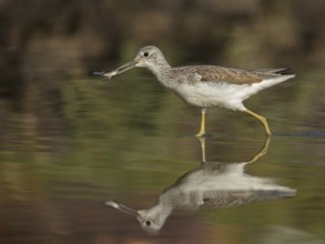 Common Greenshank (Tringa nebularia) with fish in beak, Gambia, Africa