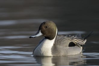 Spiessente (Anas acuta), Pintail, Maennchen, Erpel, Februar, Oberhausen, Ruhrgebiet,