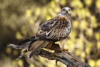 Red Kite (Milvus milvus), perched on a branch, Castile and Leon, Spain, Europe
