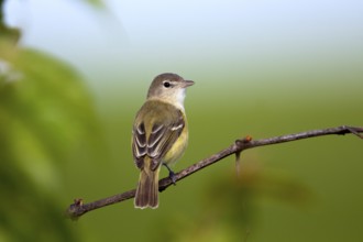 Bell's Vireo Vireo bellii arizonae Prairie State Park, Missouir, United States 1 May Adult Male