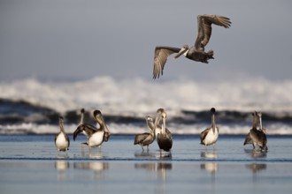 Brown Pelican (Pelecanus occidentalis) adults and juveniles on the beach, Santa Rosa, Guatemala,