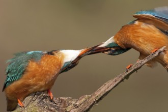 Common Kingfisher (Alcedo atthis) mating, Saxony-Anhalt, Germany, Europe