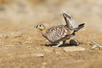 Crowned Sandgrouse (Pterocles coronatus) male, Negev, Israel, Asia